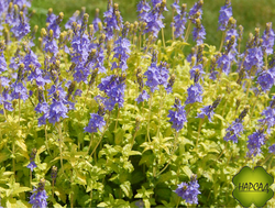 Вероника простертая "АЦТЕК ГОЛД" почвопокровная