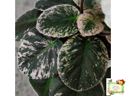 Golden Eye (S. Sorano)