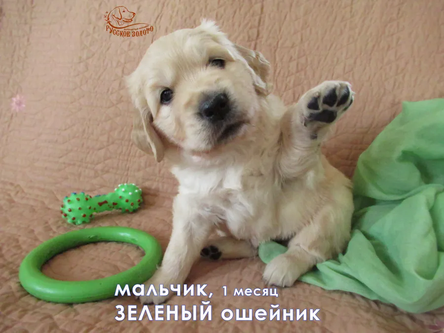 1 месяц. Мальчик ЗЕЛЕНЫЙ ошейничек
