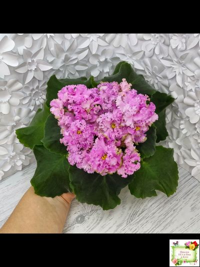 НД-Розовая Скумпия (Н. Данилова-Суворова) 2022 г.