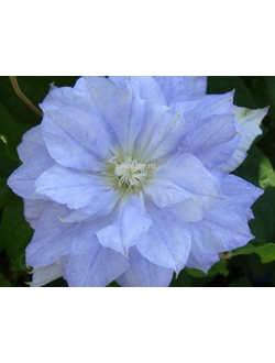 Клематис Mazury (Мазури) CRATER LAKE в контейнере 1л