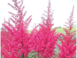 Астильба китайская Mighty red quin, C2