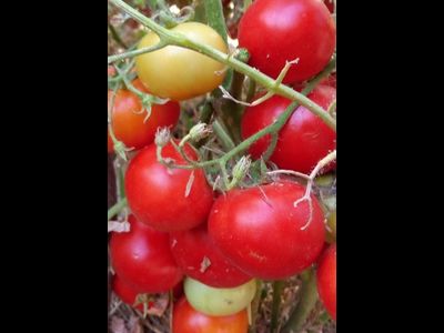 Томат Splash of kream (Irish cream) Ирландия