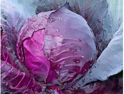 Капуста краснокочанная Ред Джевел