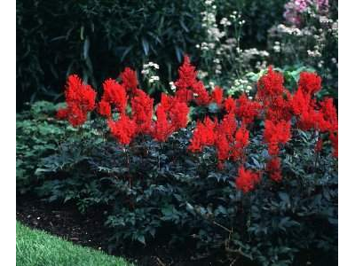 Астильба Везувий (Vesuvius)