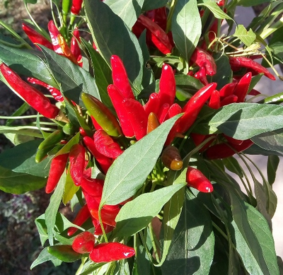 Перец острый Кайенский красный