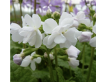 Primula sieboldii Sato Zakura