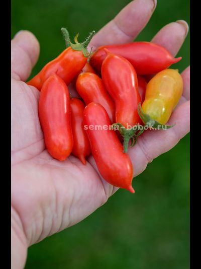 Томат Pelino 2014 (Пелино 2014), 7 шт