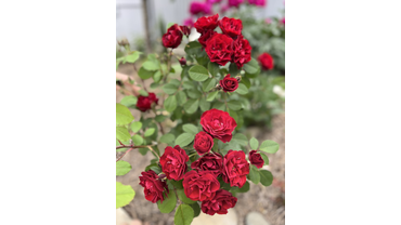 Канадская роза