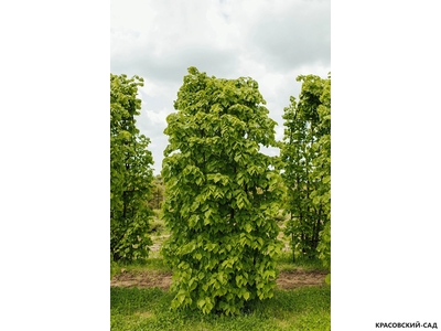 Топиар Арка из Липы мелколистной - Tilia cordata