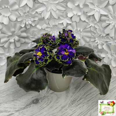 ЕК-Кудри Посейдона (Е.В. Коршунова) 2017 г. (лист посажен 01.11.25)