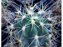 Ferocactus (Ферокактус)