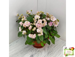 Pink Mint (S.Sorano) трейлер (пасынок срез)