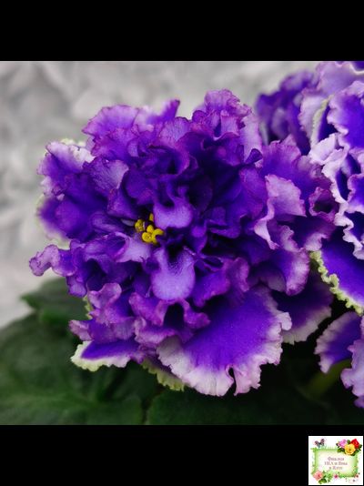 РМ-Синий Бриллиант (Н. Скорнякова) 2023 г.