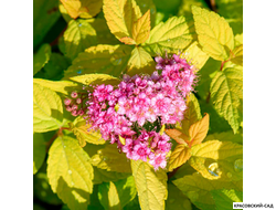 Спирея японская Мерло Голд Купить в красовский-сад.рф