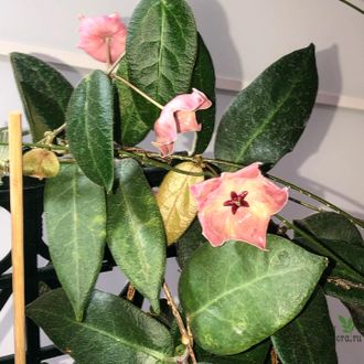 Hoya Patella Pink