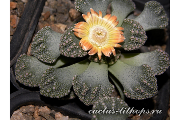 Titanopsis calcarea SB1111 Magersfontein (MG-1870.2)