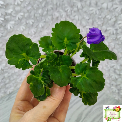 LV-Дудочка и Кувшинчик (Л. Шевелева) 2025 г. трейлер (детка сорт)