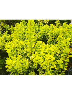 Барбарис Тунберга Golden Horizon