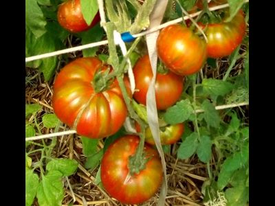 Томат Ирландский полосатый  (Irish Stripes)