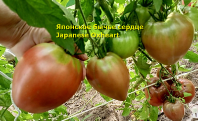 Томат Японское бычье сердце (Japanese Oxheart)