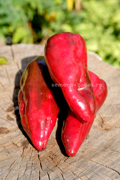 Перец сладкий Najerano Pepper (Нажеранский), 10 шт