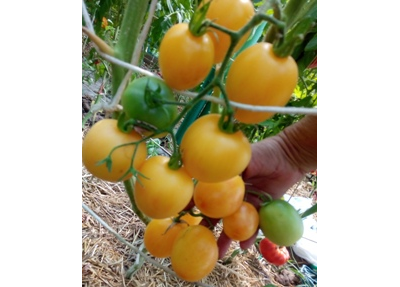 Томат Абрикосовый джем (Apricot jam)