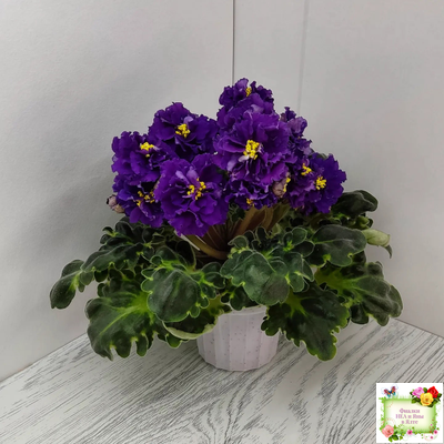 ЛФ-Лилия (Л. Федосеева) 2019 г.