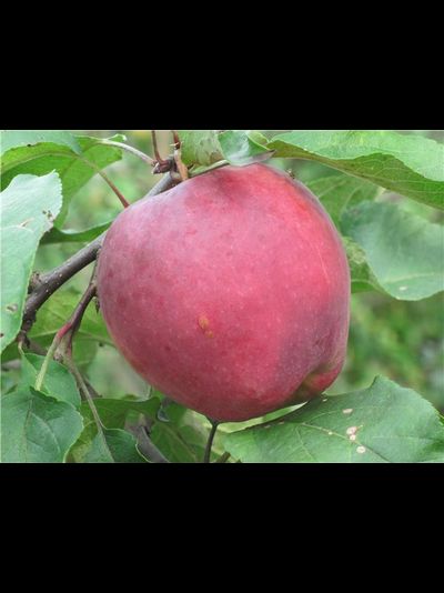 Брусничное (яблоня)