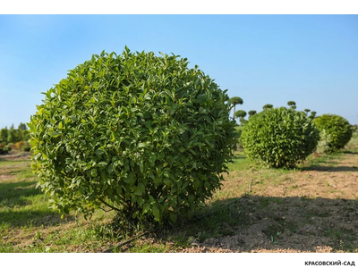 Топиар Боярышник сливолистный в форме шара