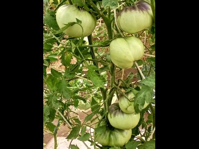 Томат Оранжево-красный Блюз (Orange red Blues)