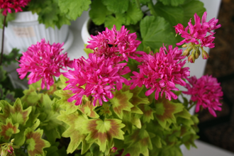 Dr.Magnusson - пеларгония  звездчатая (стеллар)  - описание сорта, фото - купить черенки в Перми