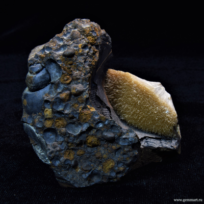 Барит на псиломелане в полости ракушки. 59*59*42мм