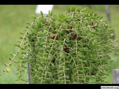 Лиственница европейская - Larix decidua