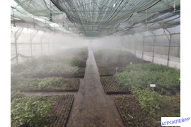 Туман НД. Нижегородская обл.