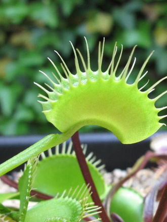 Dionaea muscipula "Dutch"