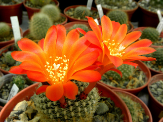 Rebutia krainziana v.orange - 5 семян