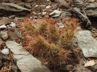 Tephrocactus weberi VG-1825 - 5 семян