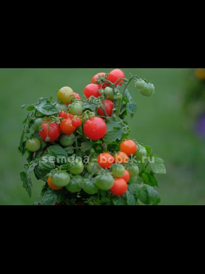 Томат Бушмен красный, 10 шт