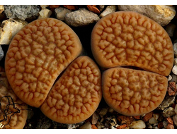 Lithops hookeri (vermiculate form) Strydenburg (MG-1616.94) - 10 семян