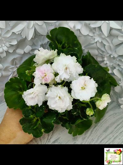 МТ-Кокилье (М. Тотиева) 2023 г.