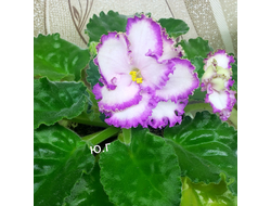 77) ПТ- Принцесса Ясмин