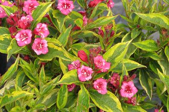 Вейгела цветущая Бригела / Френч Лэйс (Weigela florida Brigela / French Lace)