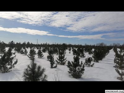 Кедр 6 метров