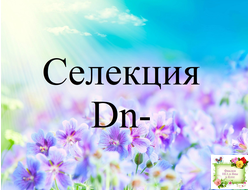 Селекция Dn- Дмитрия Денисенко стандарты (листья срез)