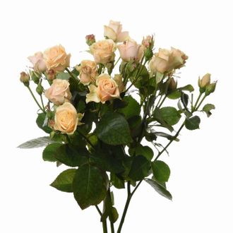 Розы Кустовые Чайные (до 80 см) Россия