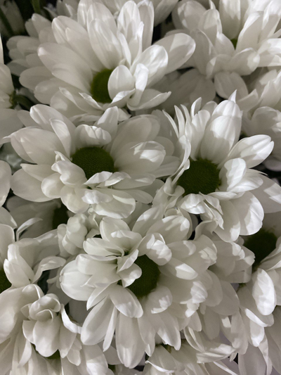 Хризантема ромашка белая 9 шт