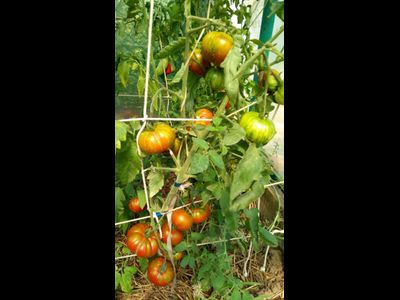 Томат Ирландский полосатый  (Irish Stripes)