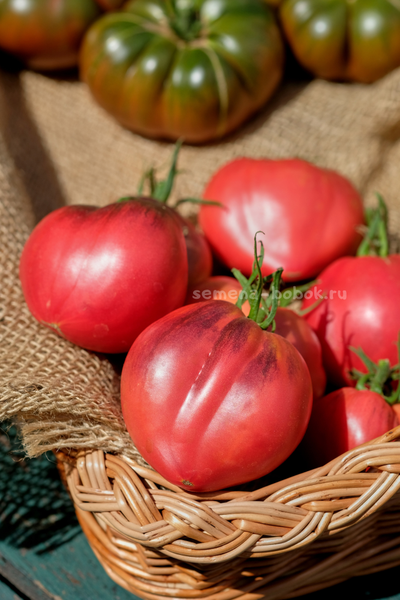 Томат Сержант Пеппер (Sgt. Peppers), 10 шт