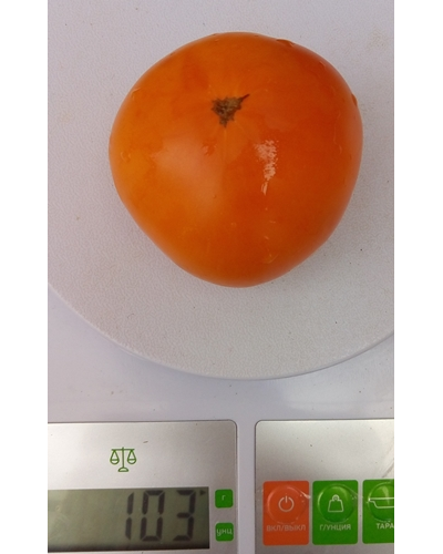 Томат Гном Парень из Локстона (Dwarf Loxton Lad)